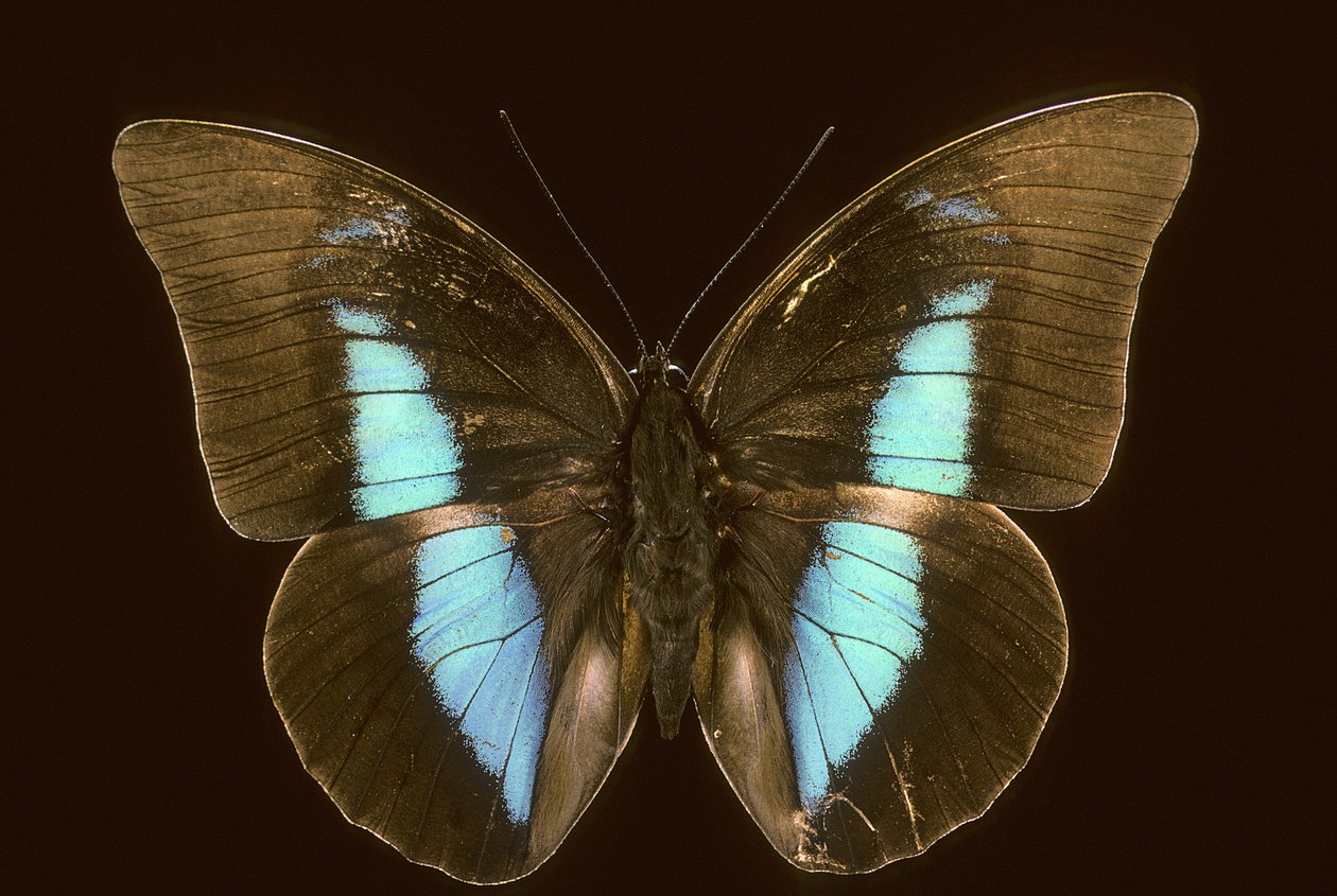 Prepona domophora extincta de Augustus Kollner