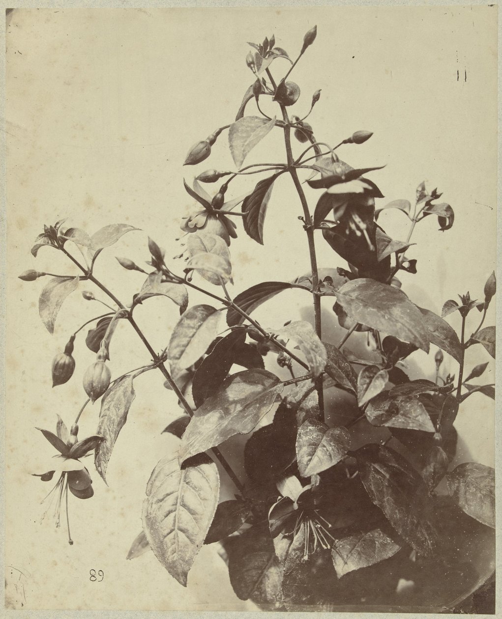 Bodegón de flores con fucsia de Charles Hippolyte Aubry