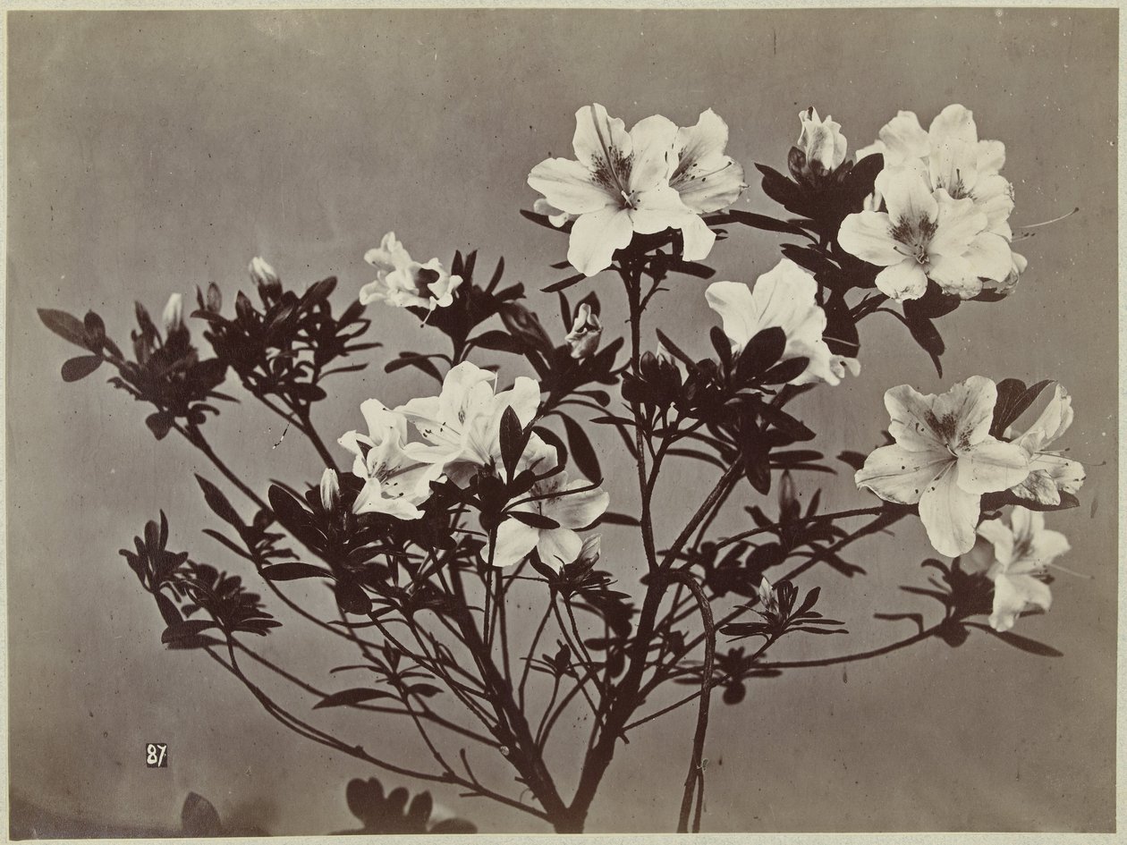 Bodegón de flores con lirios de Charles Hippolyte Aubry