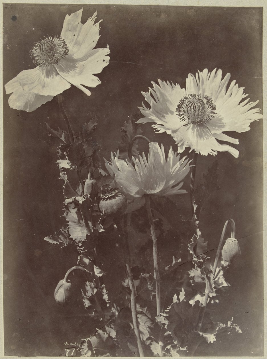 Bodegón de flores con amapolas de Charles Hippolyte Aubry