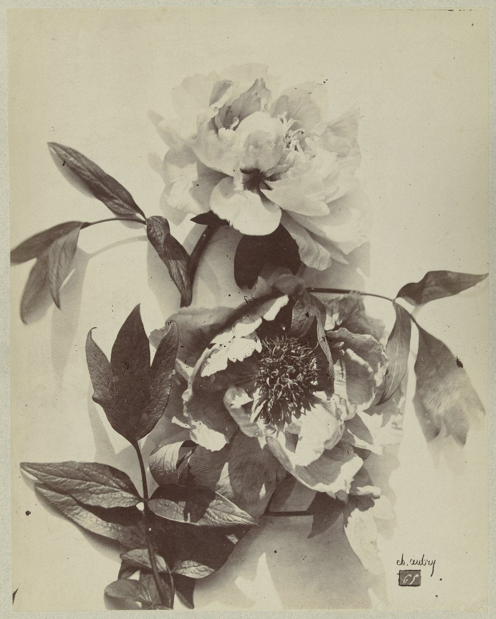 Bodegón de flores con peonías de Charles Hippolyte Aubry