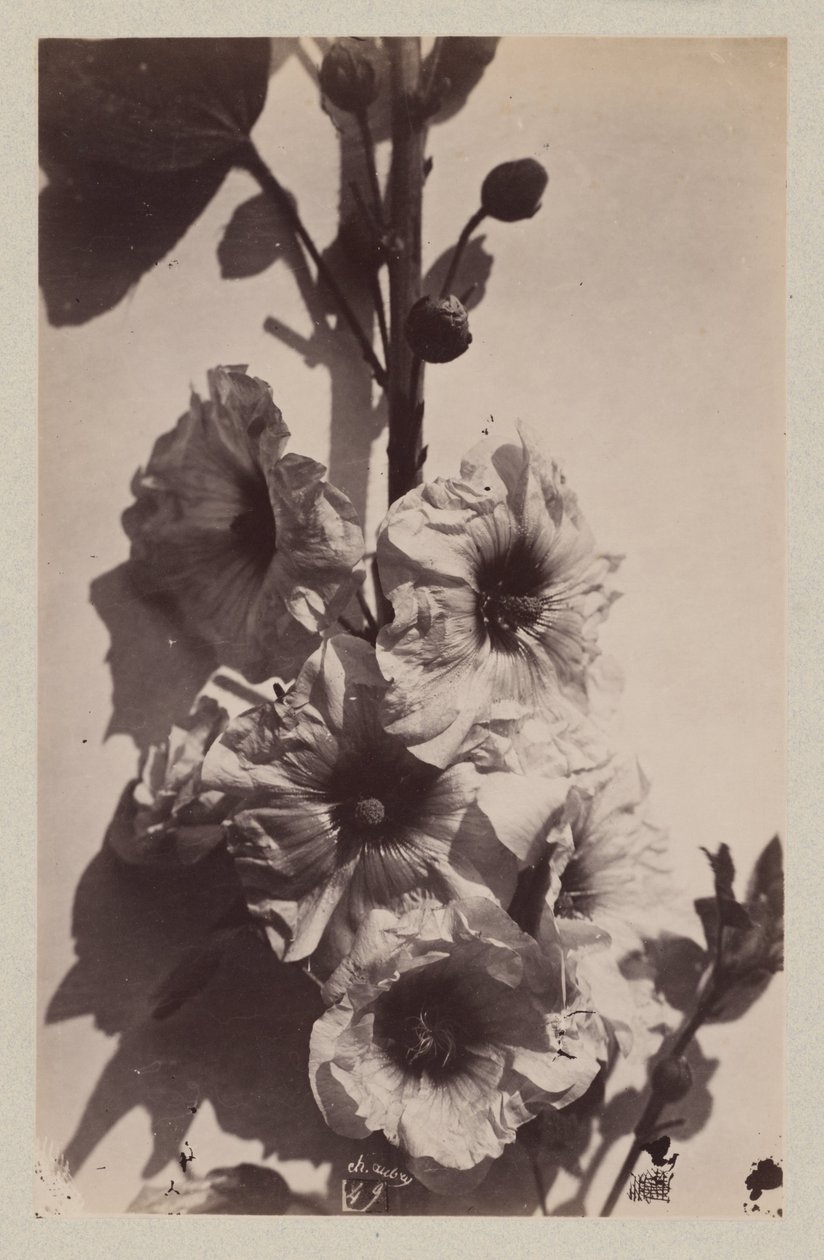 Bodegón de flores con malvarrosa de Charles Hippolyte Aubry