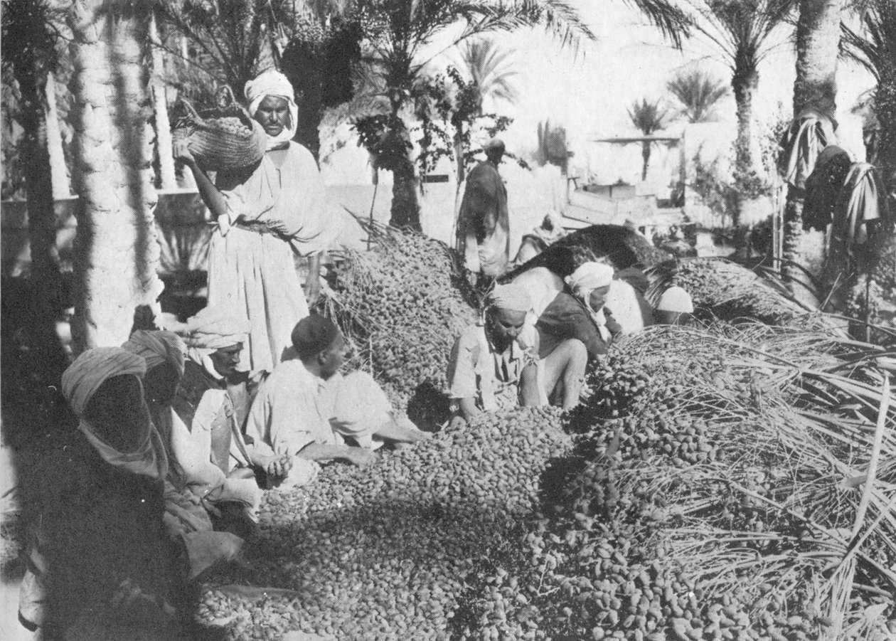 Recolección de dátiles en Gabes, c1913 de Charles J. S. Makin