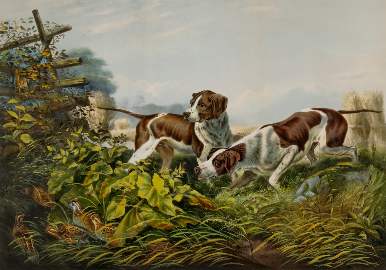 Deportes de Campo Americanos. "En un punto". de Charles Parsons