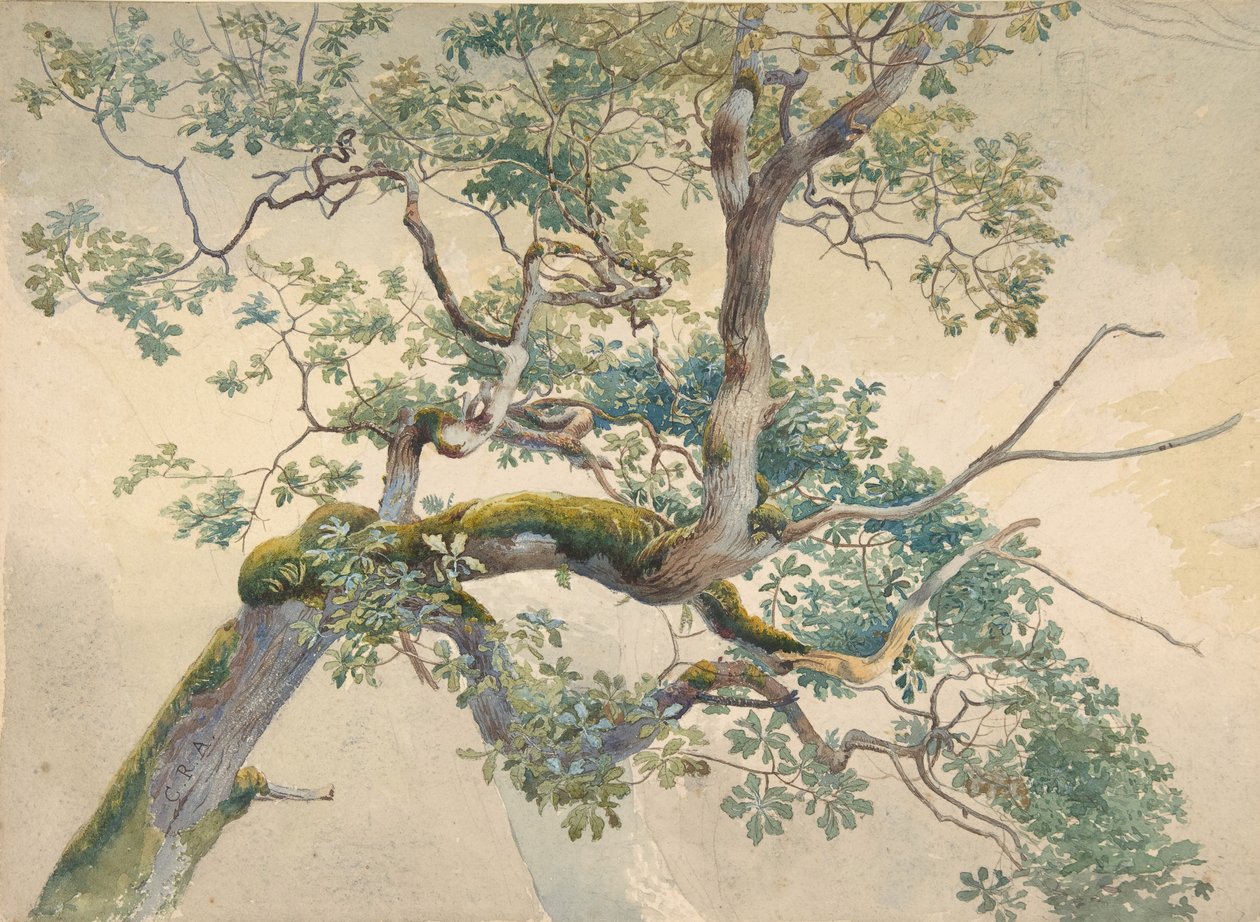 Ramas de árbol de Charles Reginald Aston