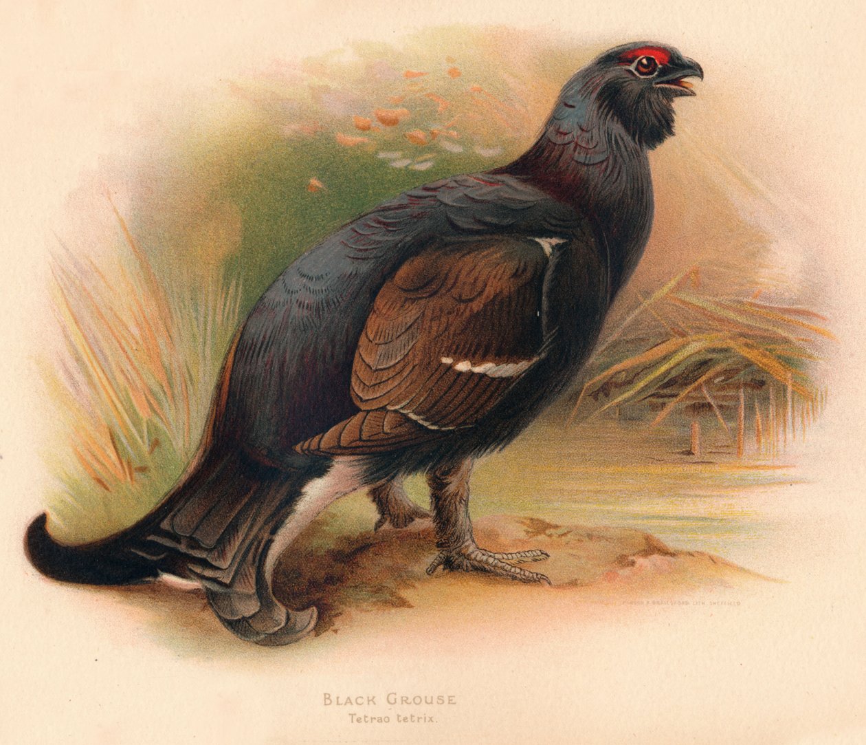 Urogallo negro Tetrau tetrix, 1900 de Charles Whymper