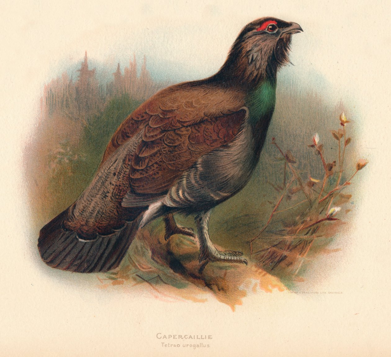 Urogallo Tetrao urogallus de Charles Whymper