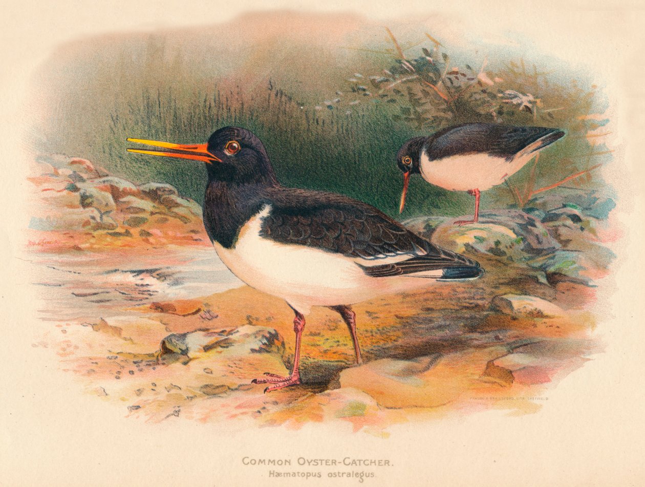 Ostrero común Haematopus ostralegus de Charles Whymper