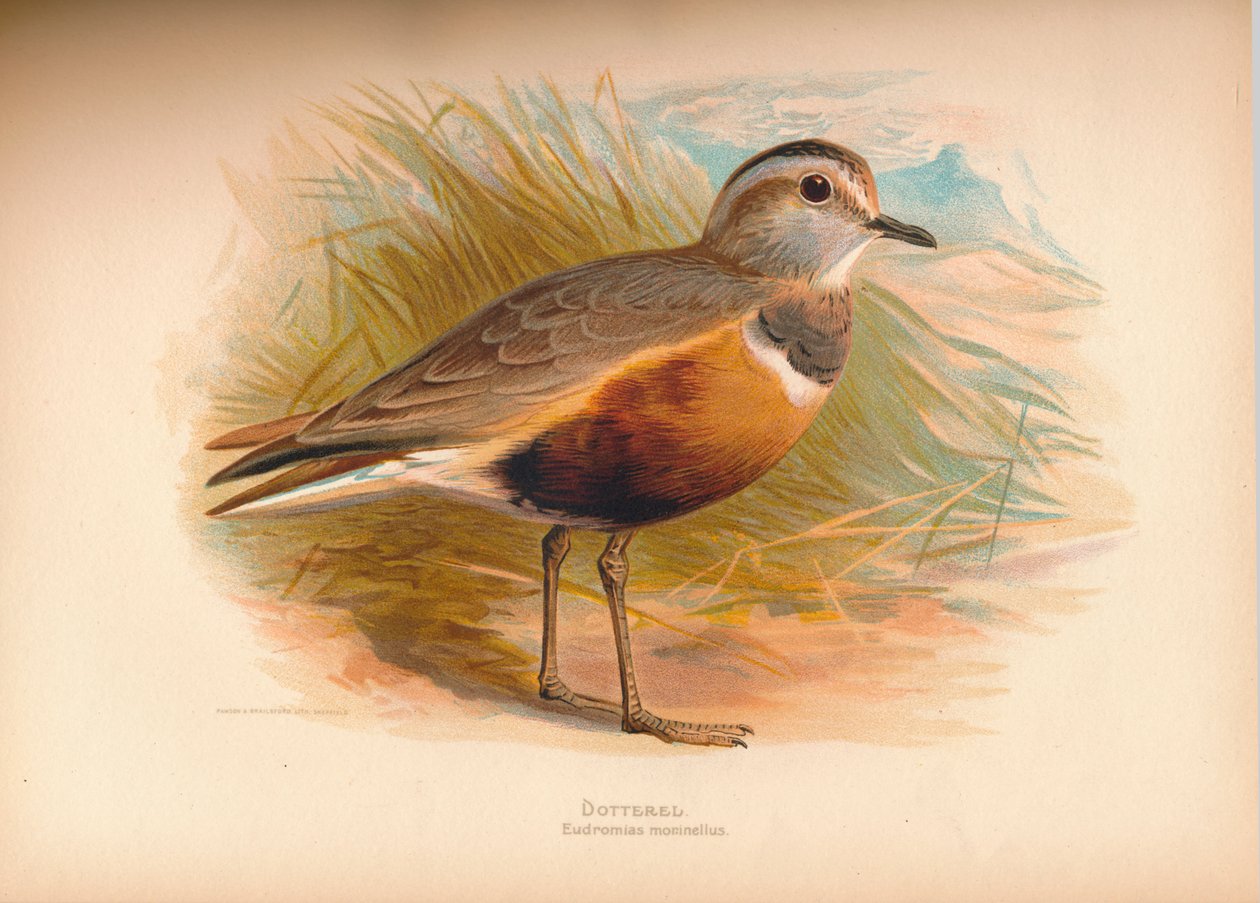 Dotterel Eudromias morinellus, 1900 de Charles Whymper
