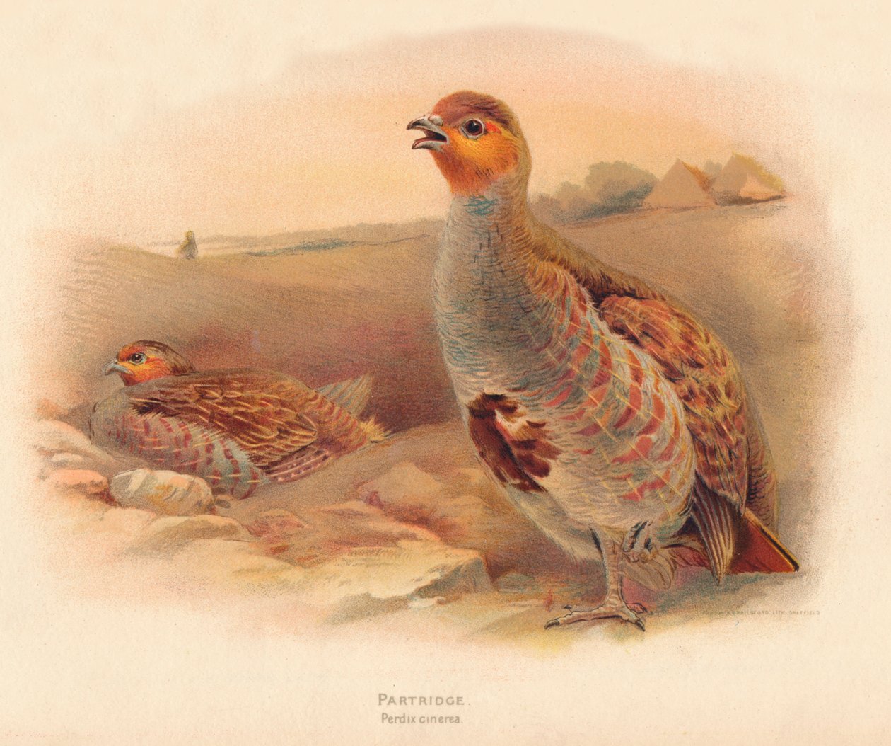 Perdiz Perdix cinerea, 1900 de Charles Whymper
