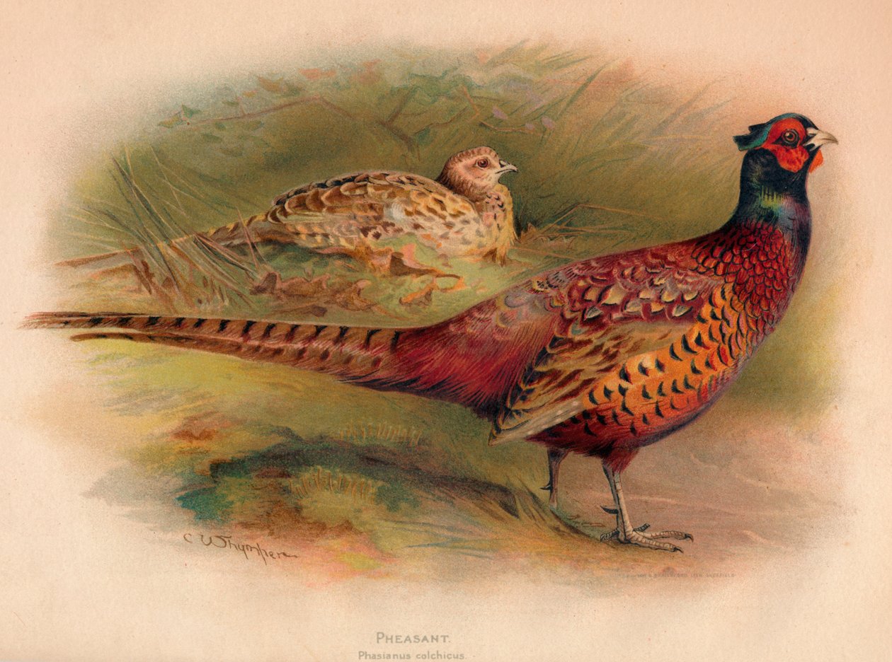 Faisán Phasianus colchicus, 1900 de Charles Whymper