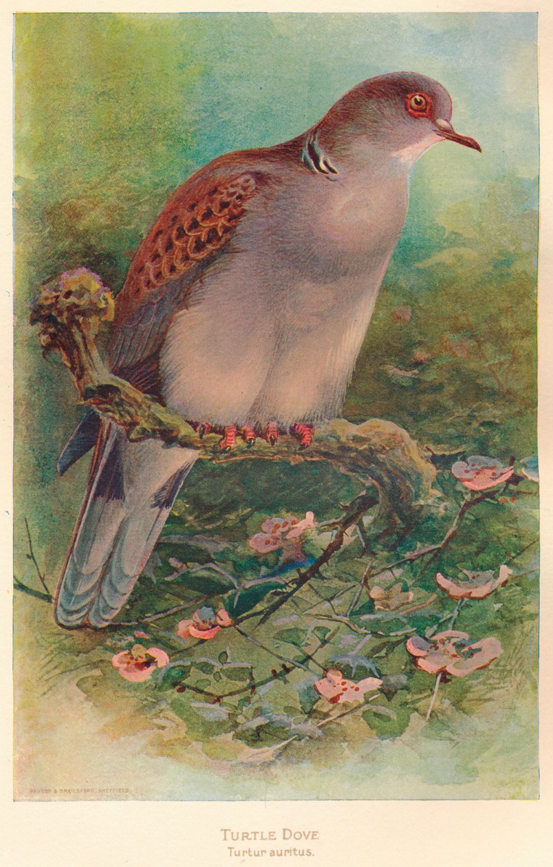 Tórtola Turtur auritus, 1900 de Charles Whymper
