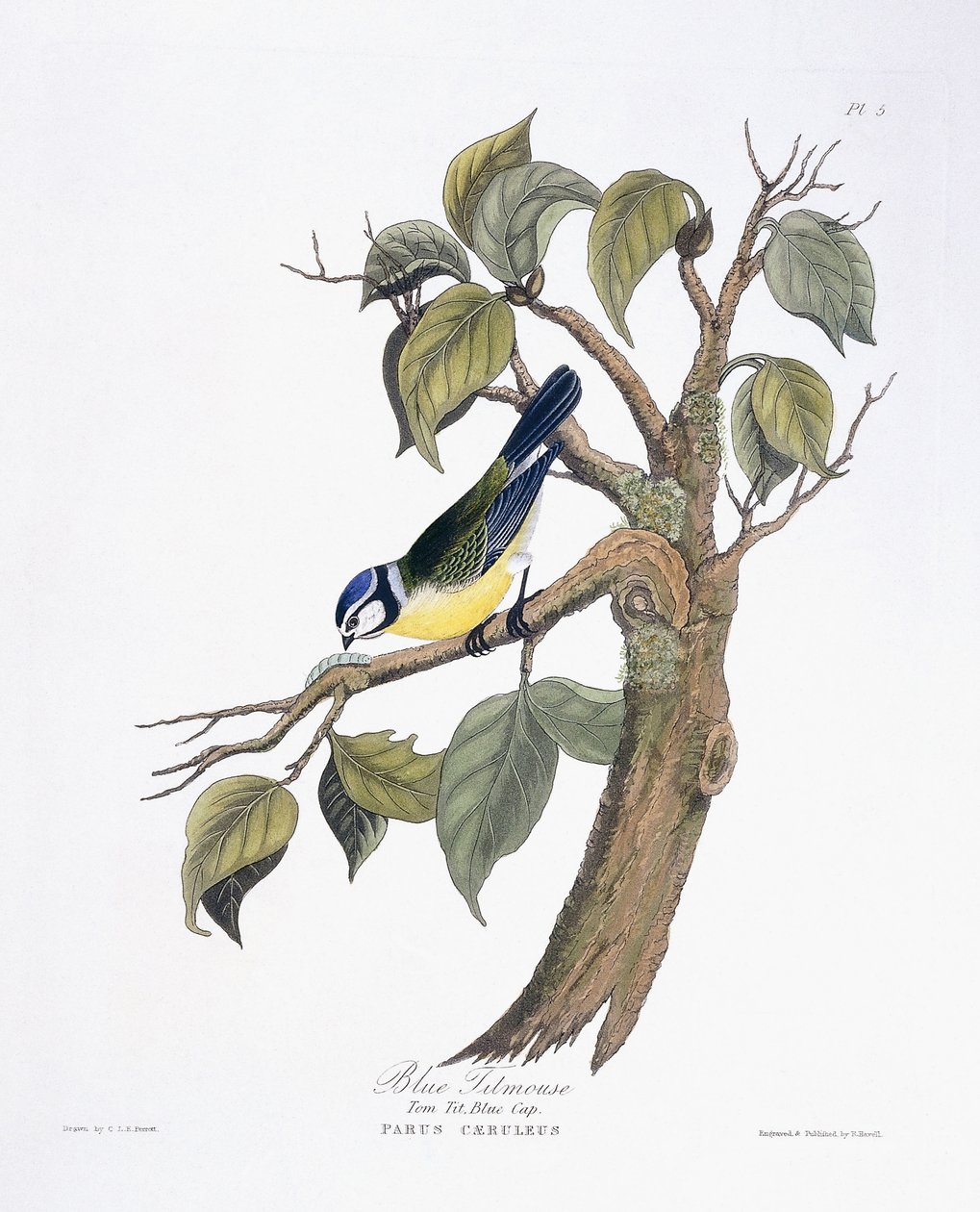 Herrerillo común de Charlotte L. E. Perrott