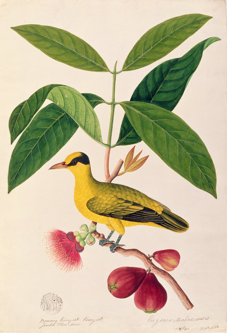 Boorong koonjiet koonjiet, Jambo Flore mera, de Dibujos de Aves de Malaca, c.1805-18 de Chinese School