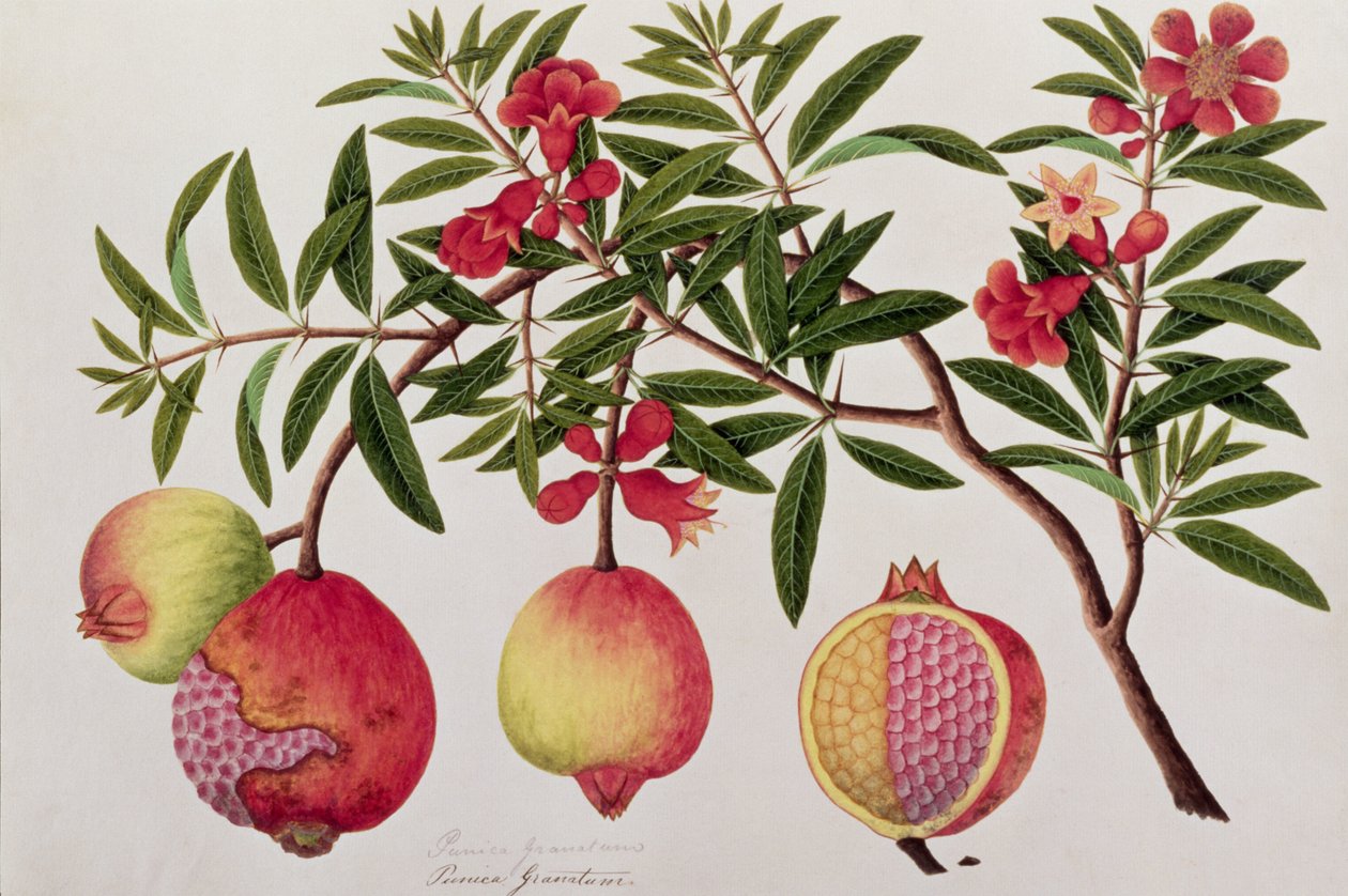 Bua Klitchie o Caesalpinia bonduccella, de Dibujos de Plantas de Malaca, c.1805-18 de Chinese School