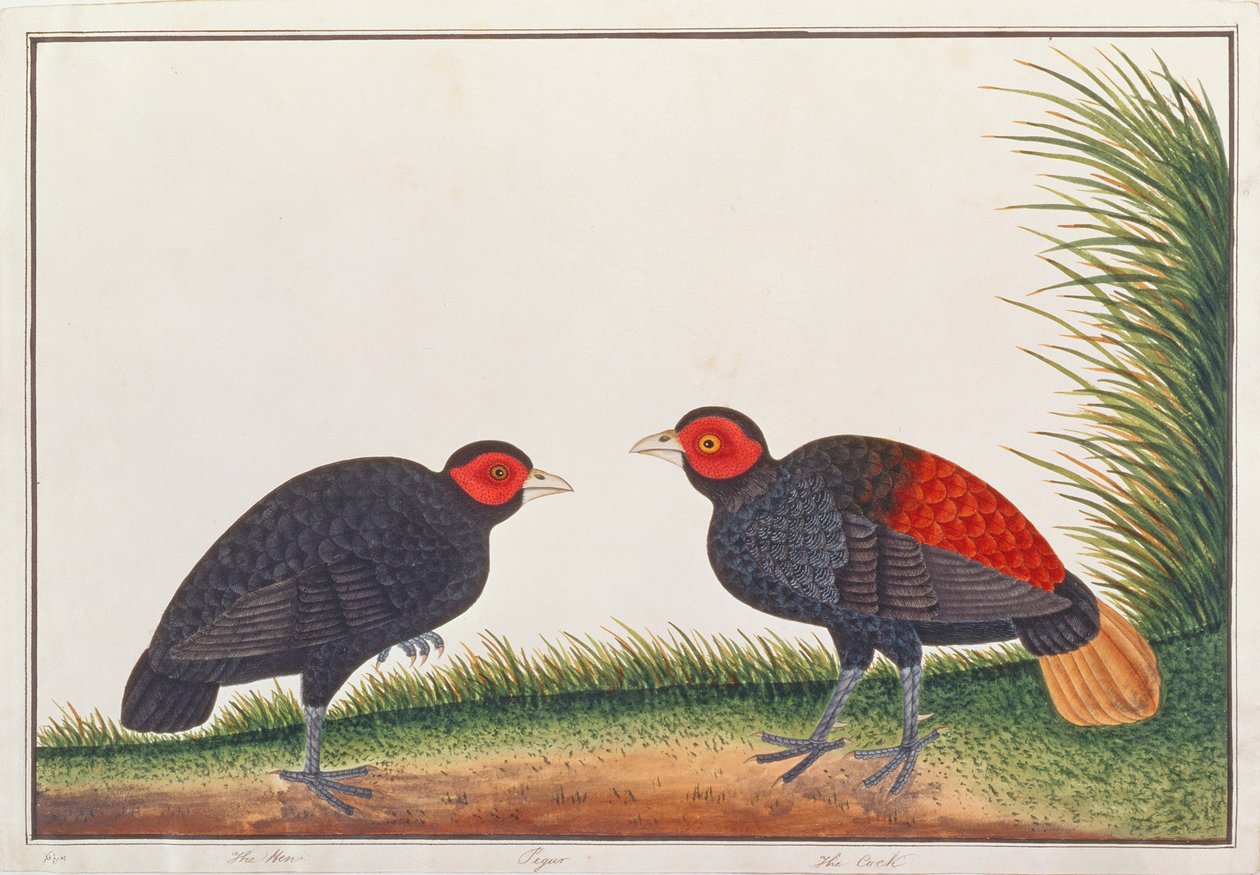 Faisán de Fuego Sin Cresta, de Dibujos de Aves de Malaca, c.1805-18 de Chinese School