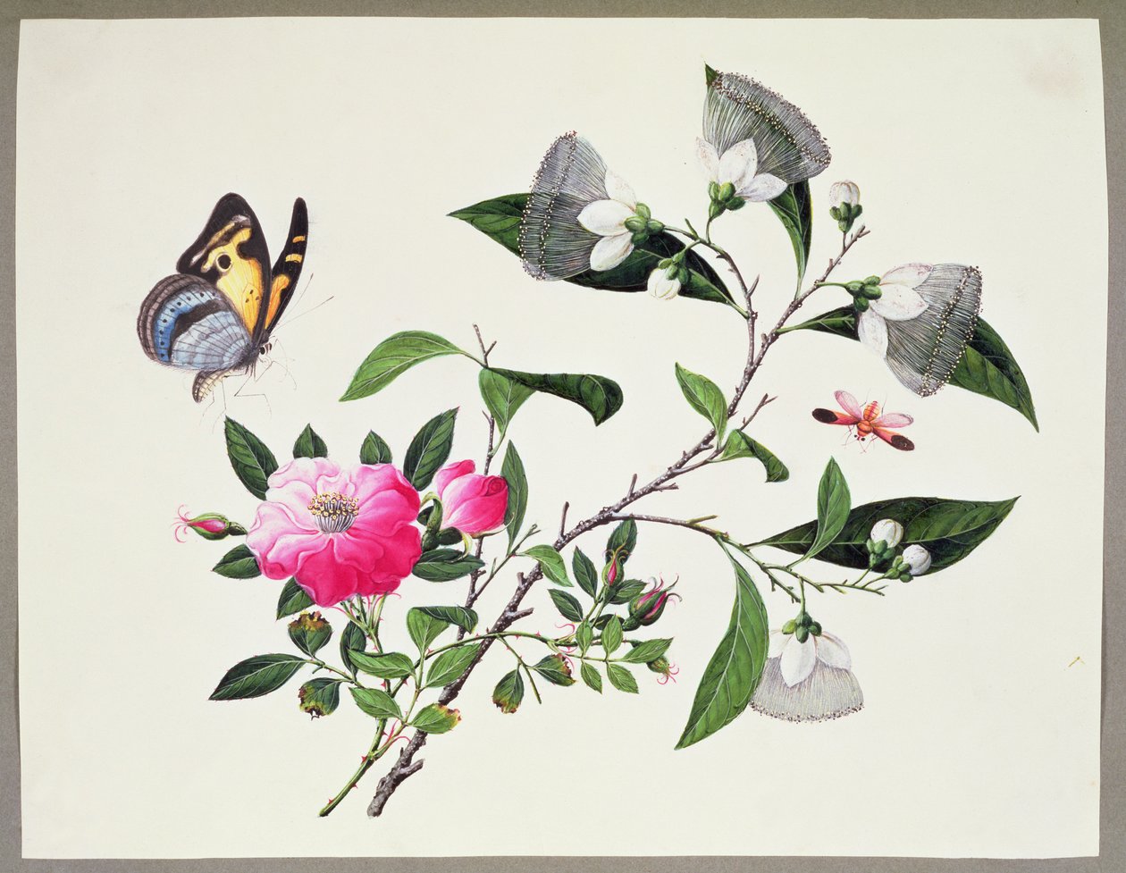 Estudio de flores e insectos de Chinese School