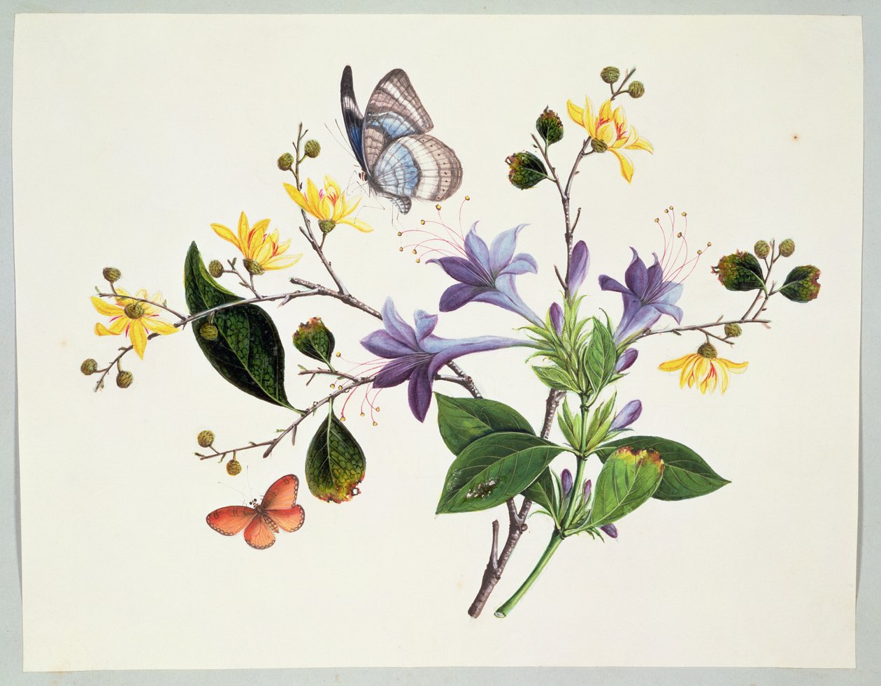 Estudio de Flores e Insectos de Chinese School