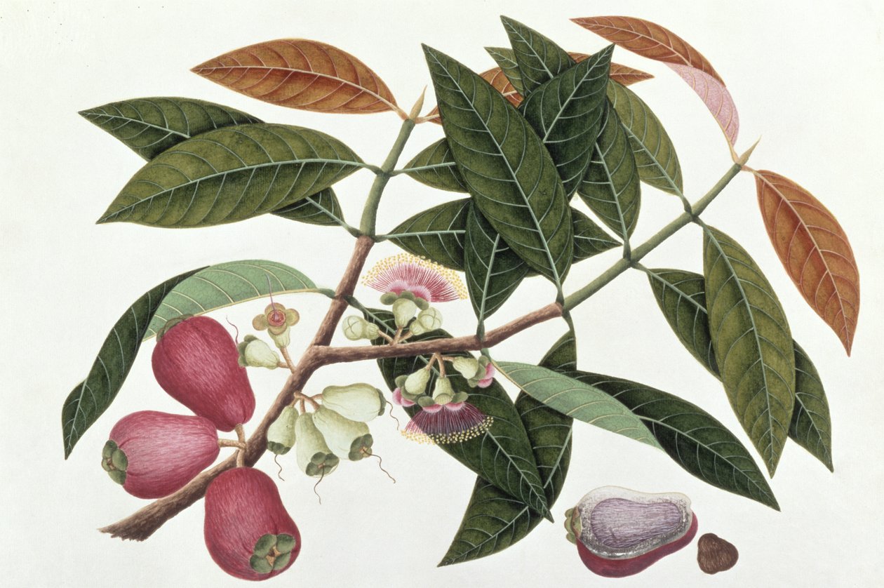 Jamboo Telore mera o Eugenia Malacceusis, de Dibujos de Plantas de Malaca, c.1805-18 de Chinese School