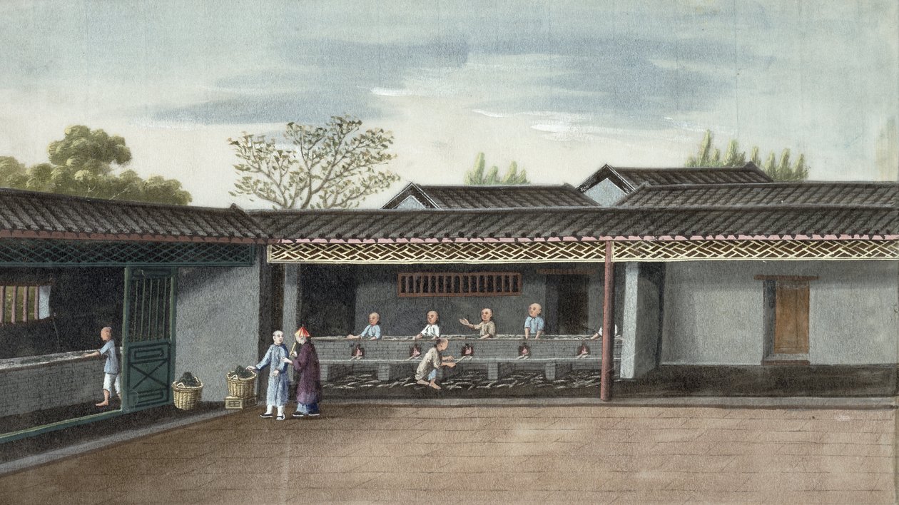 Secado de hojas de té de Chinese School