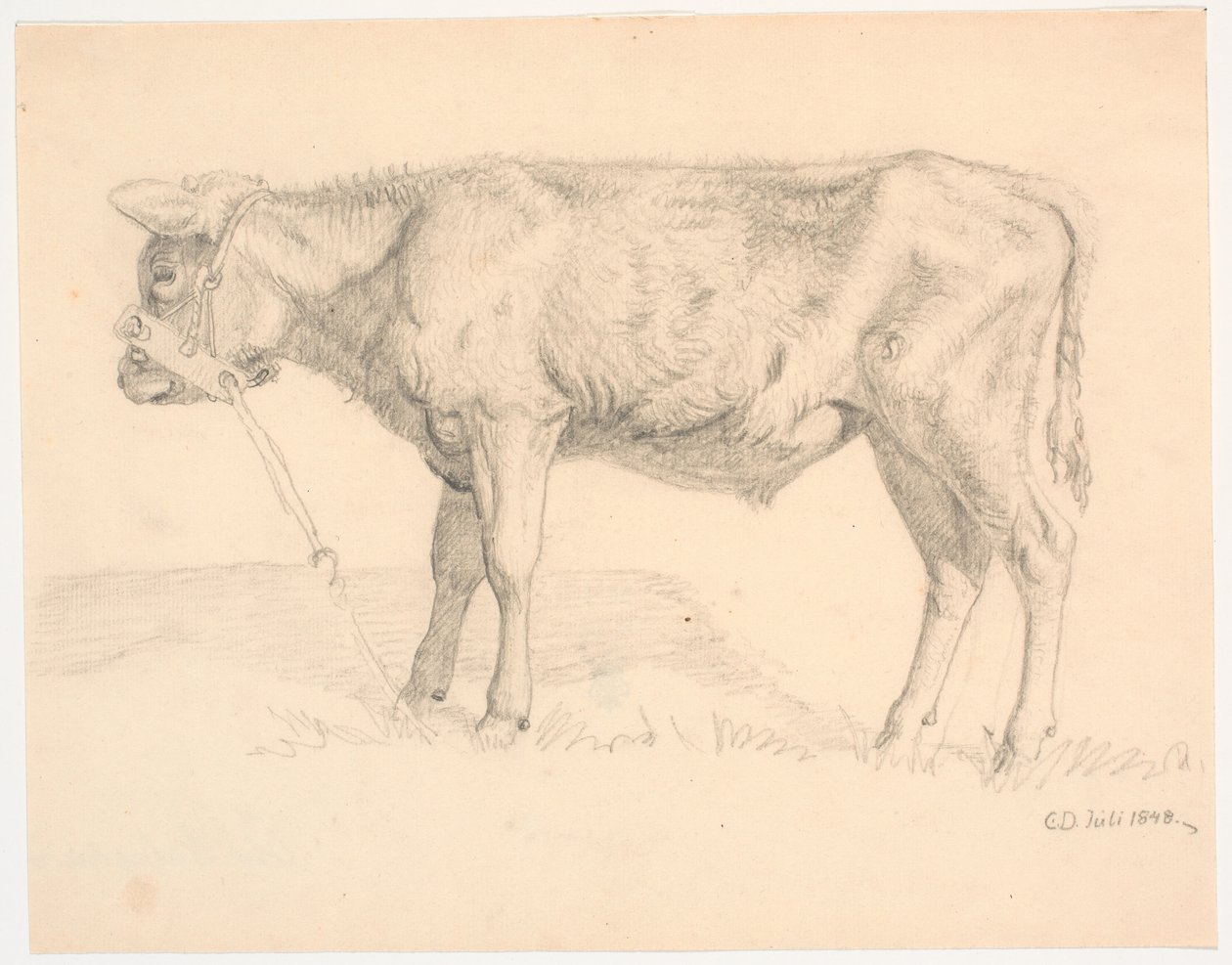 Un ternero de Christen Dalsgaard
