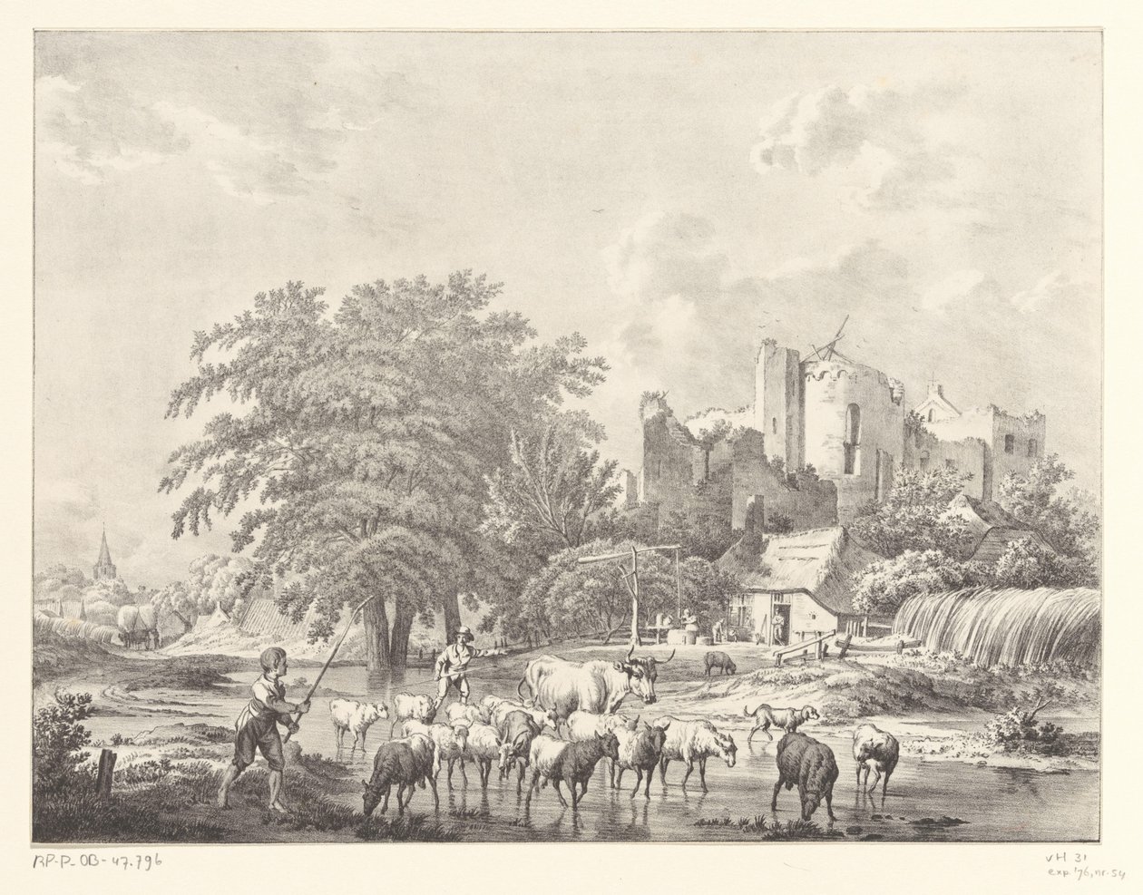 Rebaño de ganado en las ruinas del castillo de Brederode Kasteel de Christiaan Josi