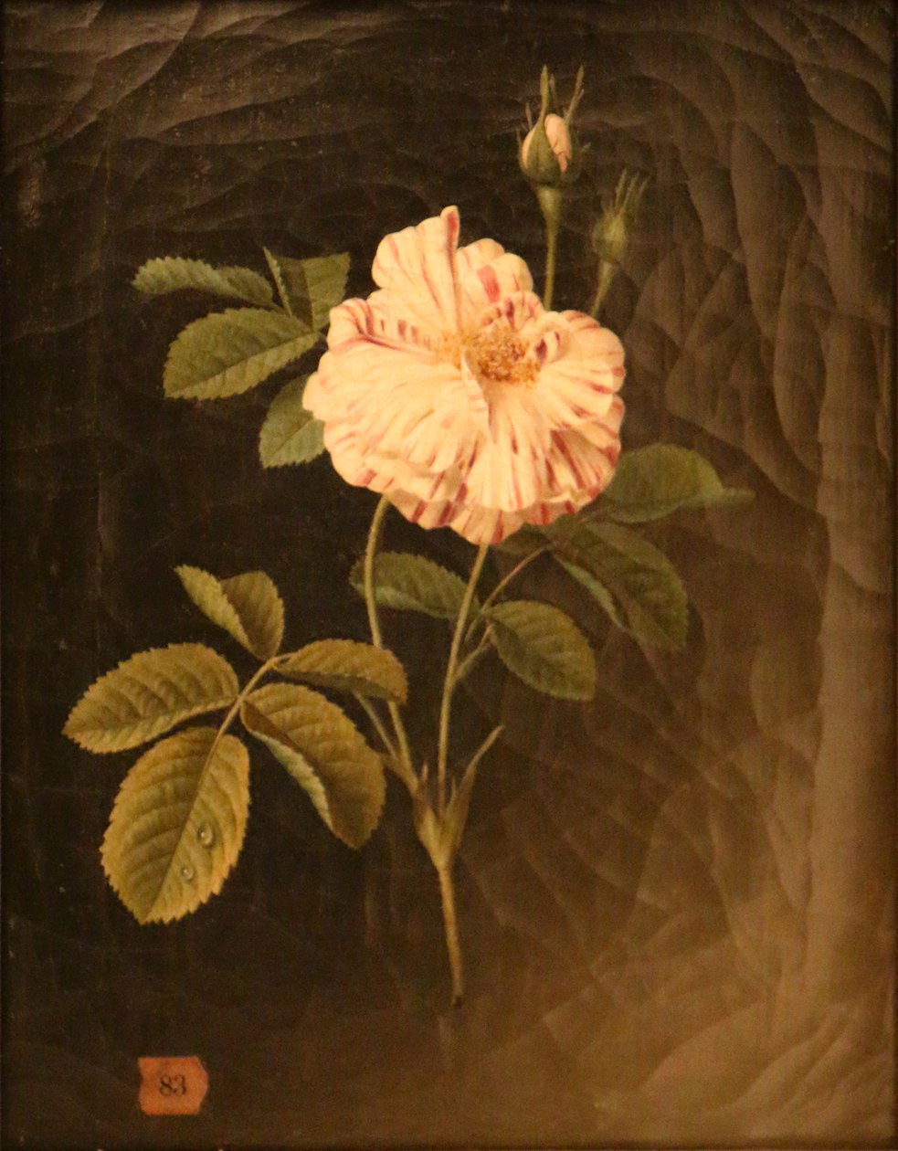 Estudio de un tallo de rosa abigarrado de Christiaan van Pol