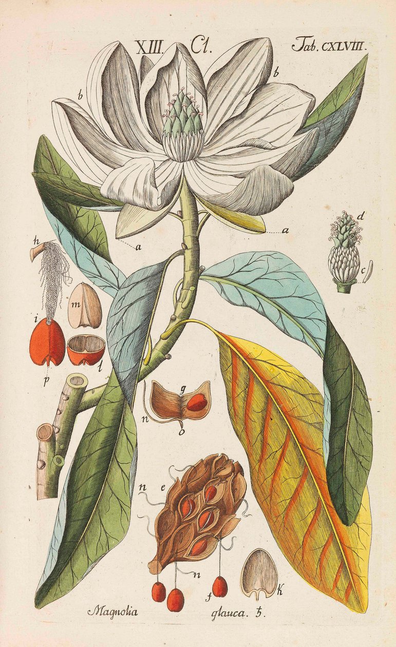 Manual Botánico de Christian Schkuhr