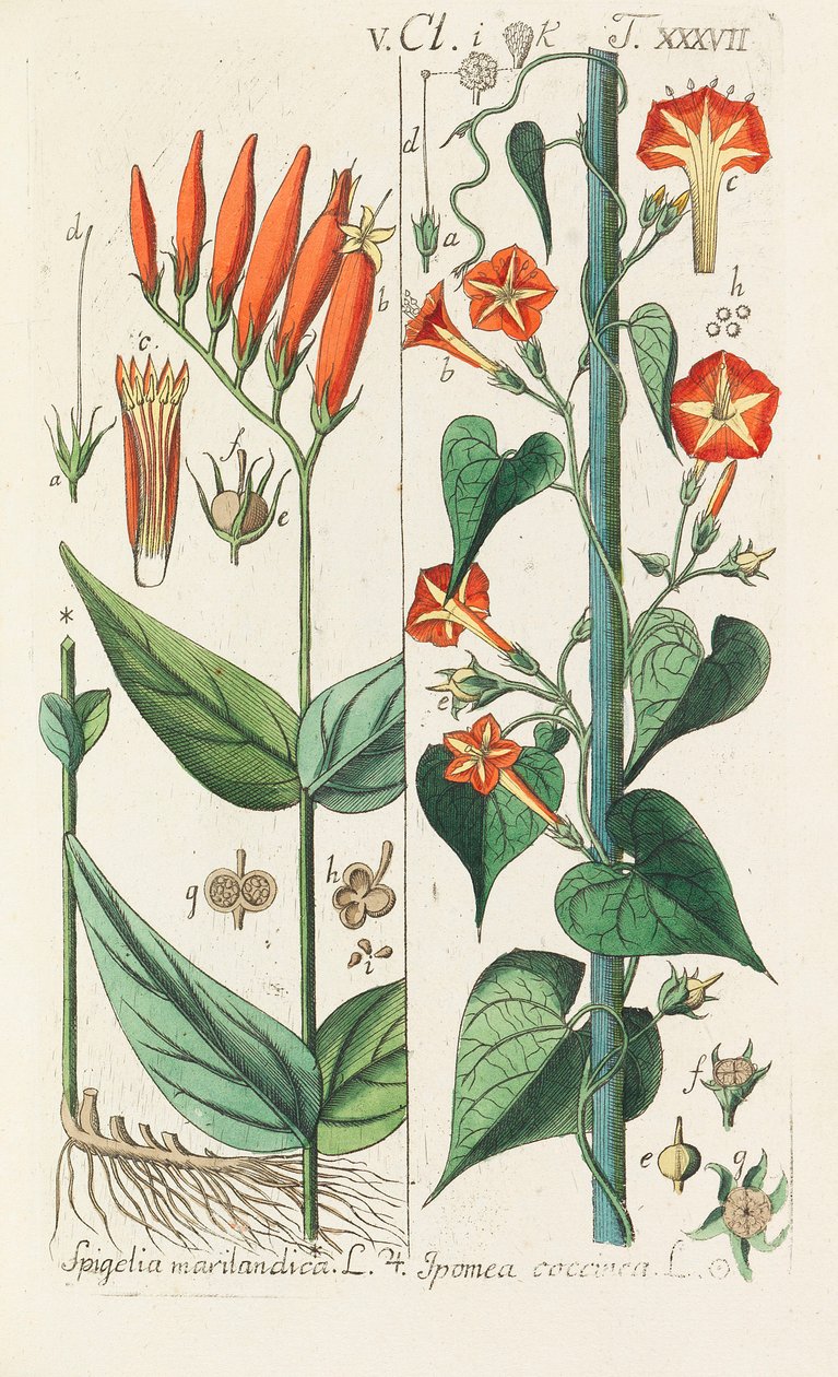 Botanisches Handbuch de Christian Schkuhr