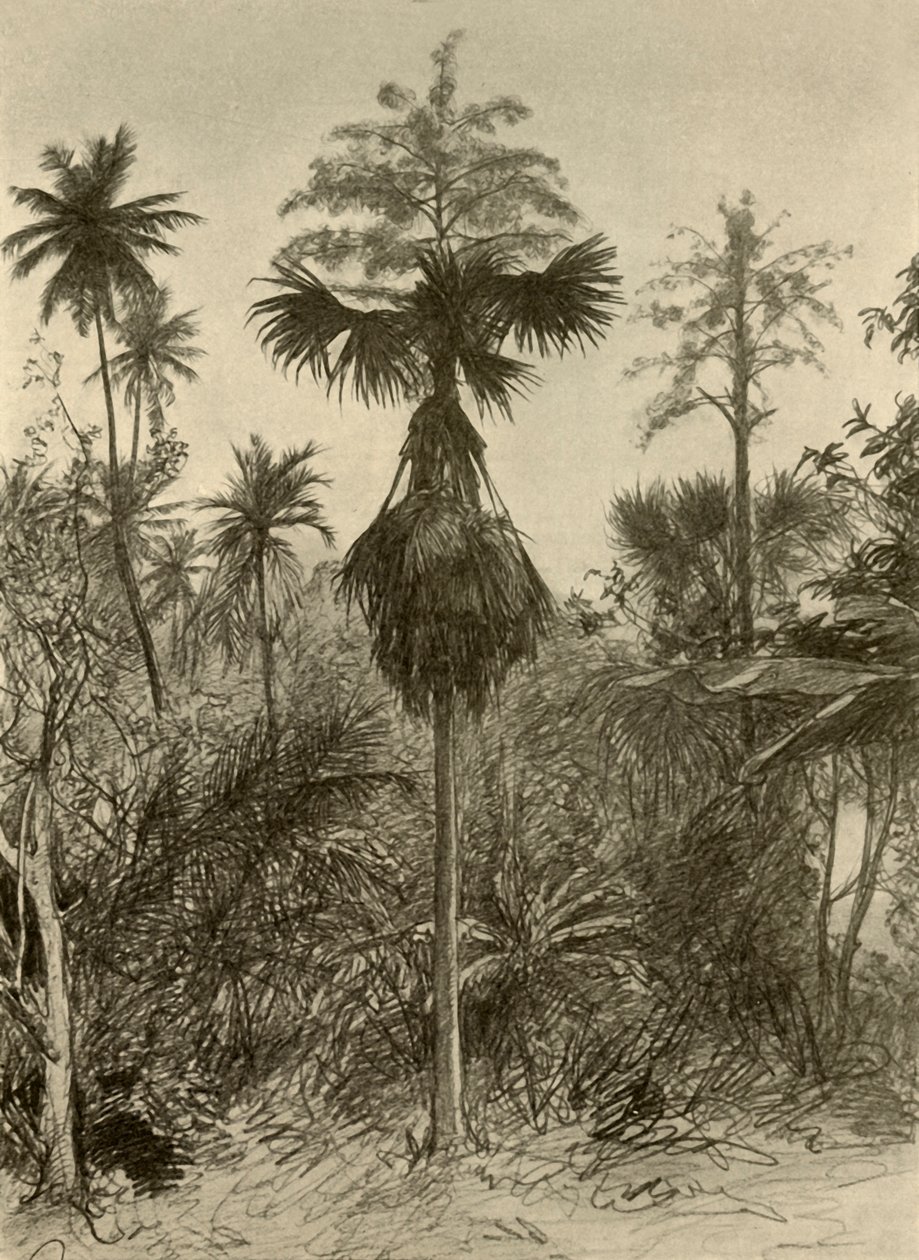 Palma Talipot después de la Floración, Ceilán, 1898 de Christian Wilhelm Allers