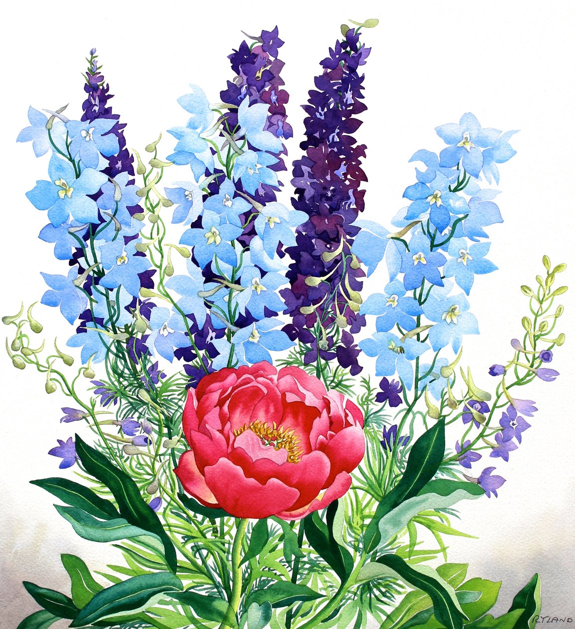 Delphiniums azules de Christopher Ryland