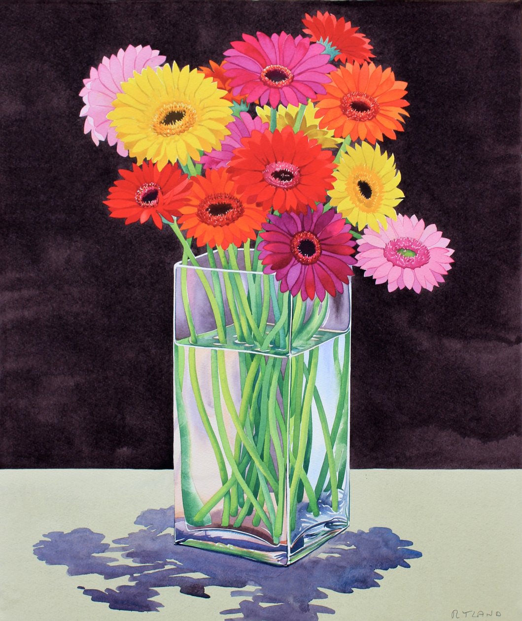 Gerberas de Christopher Ryland