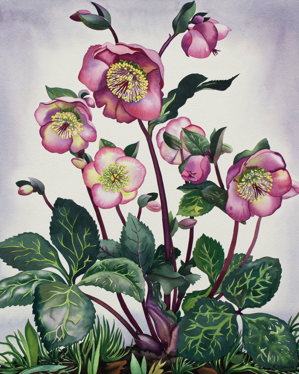 Hellebore de Christopher Ryland