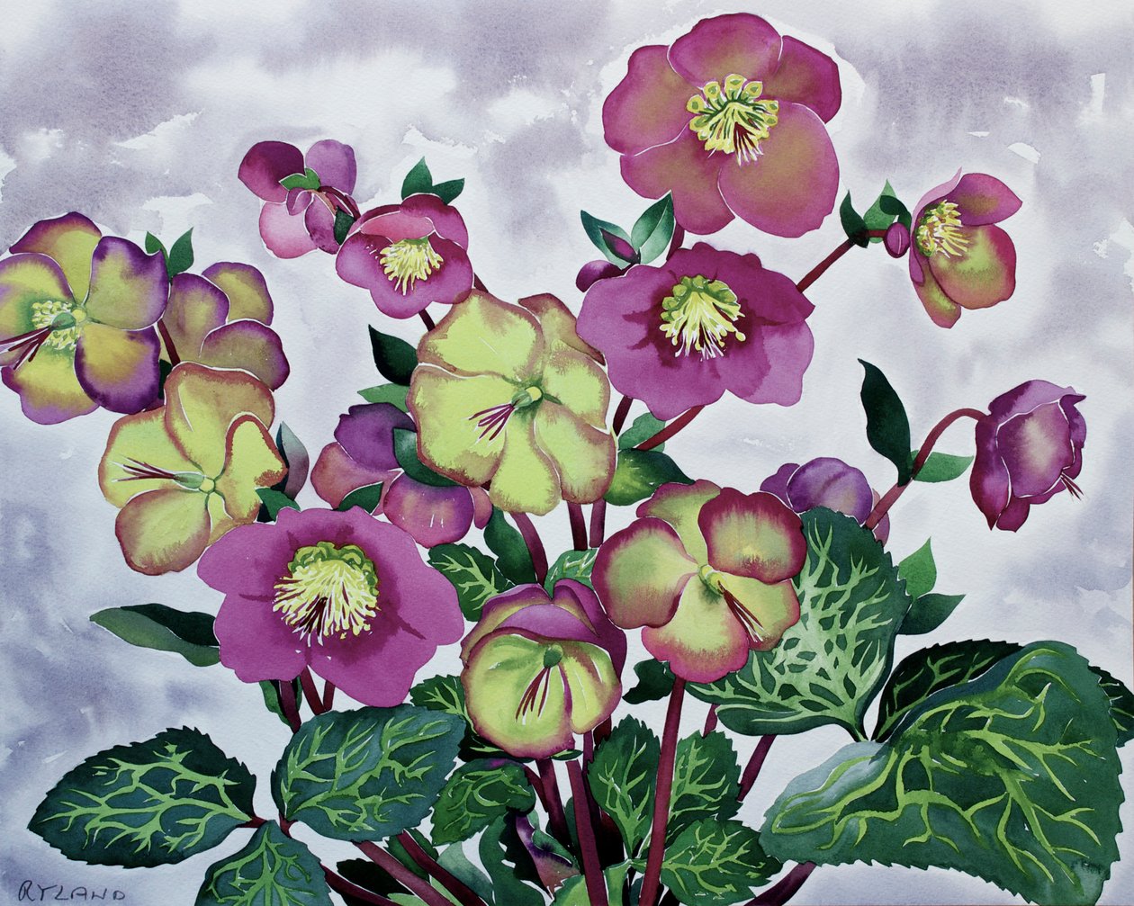 Helleborus (2) de Christopher Ryland