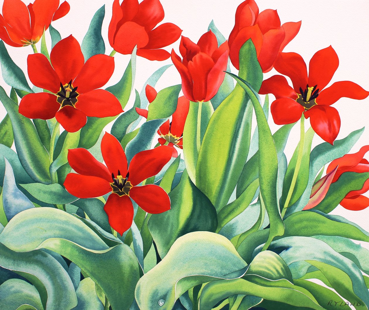 Tulipanes Madame Lefeber de Christopher Ryland