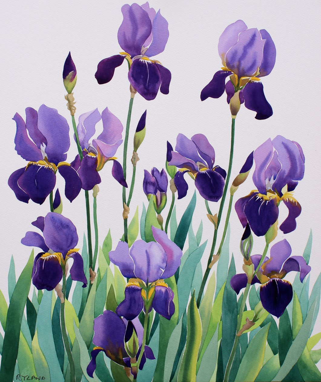 Iris morados de Christopher Ryland