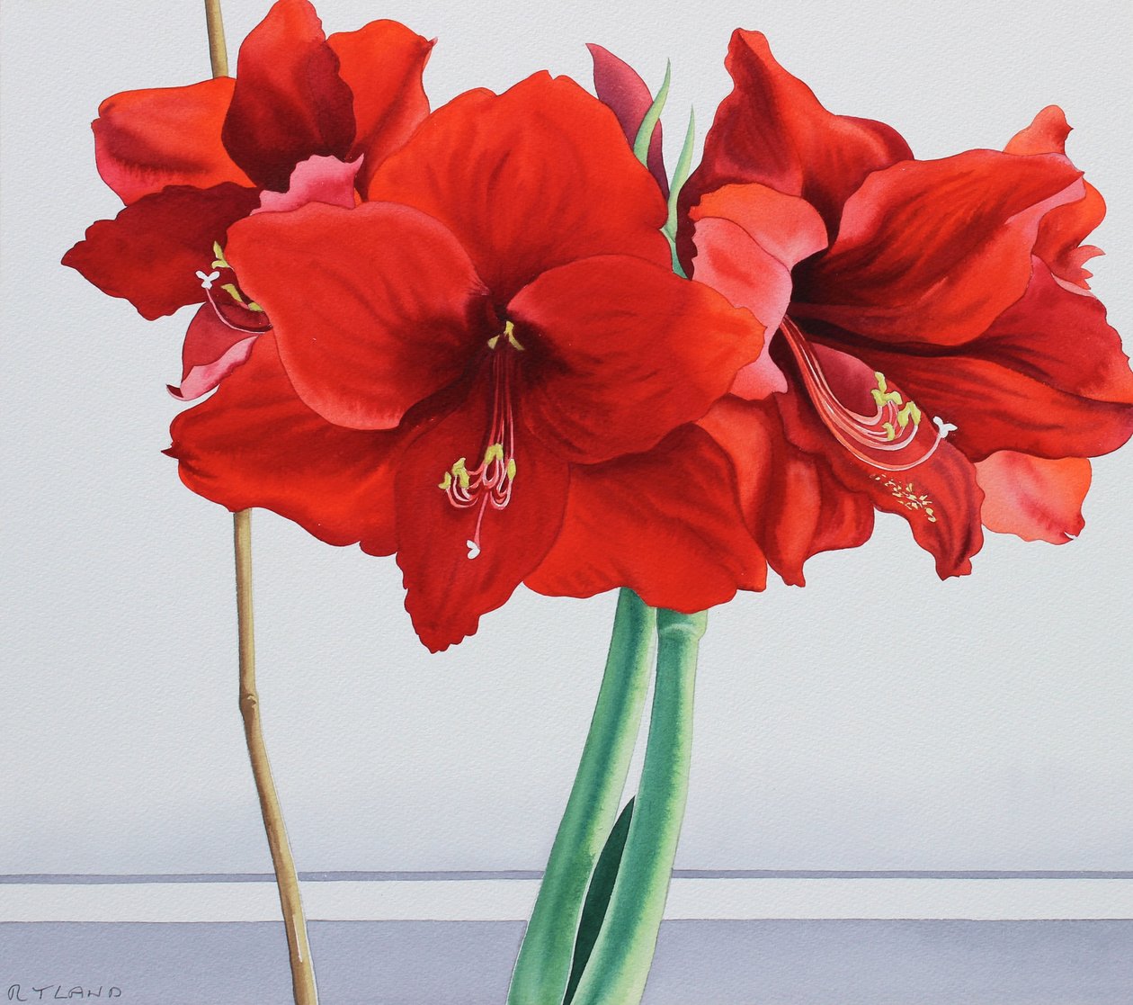 Amarilis Roja de Christopher Ryland