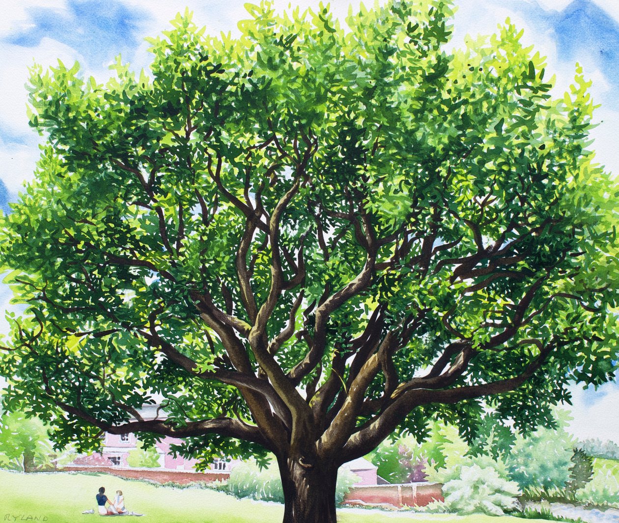 Roble de verano de Christopher Ryland