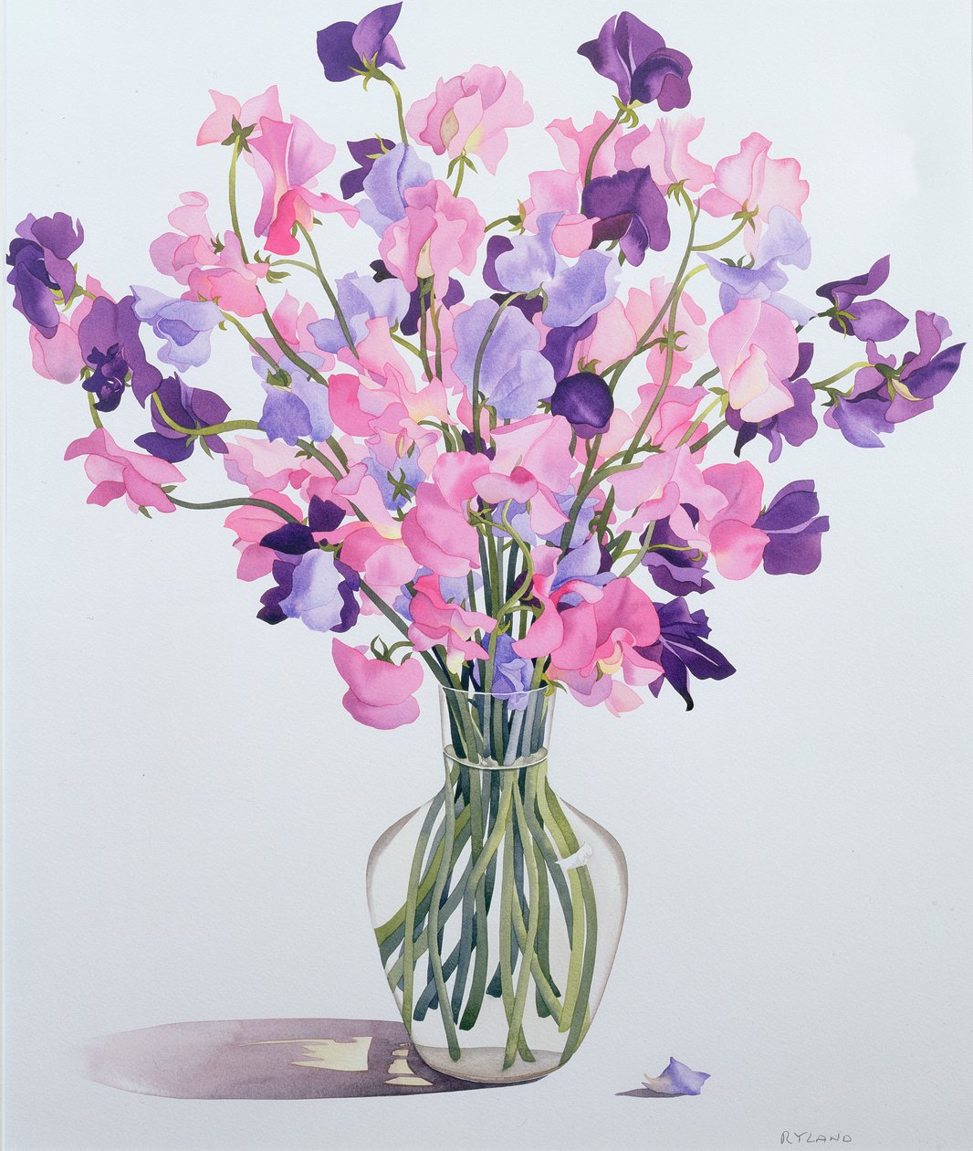 Guisantes de Olor, 2007 de Christopher Ryland