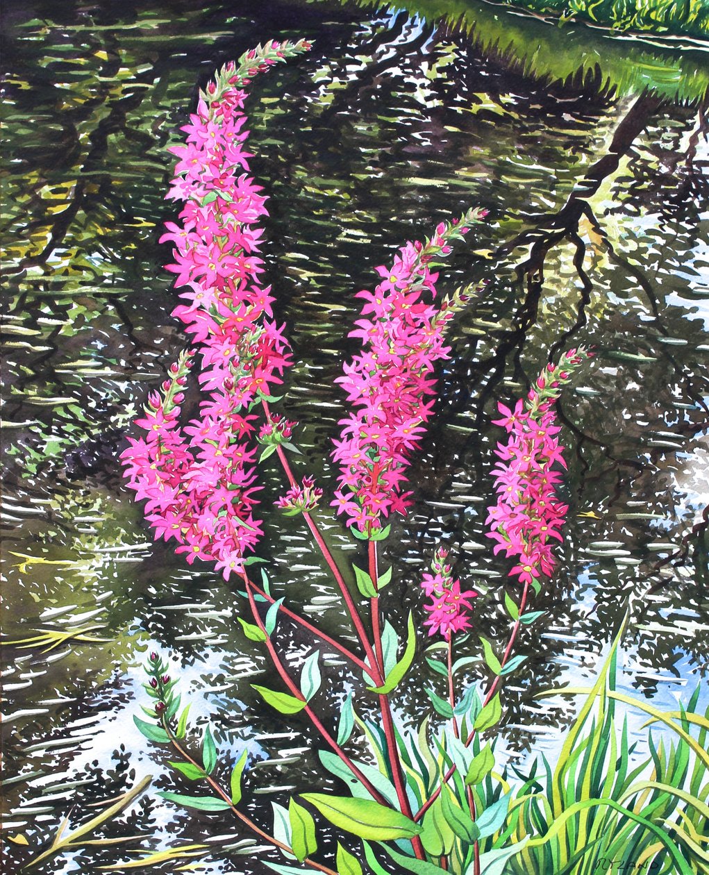 Liatris silvestre de Christopher Ryland