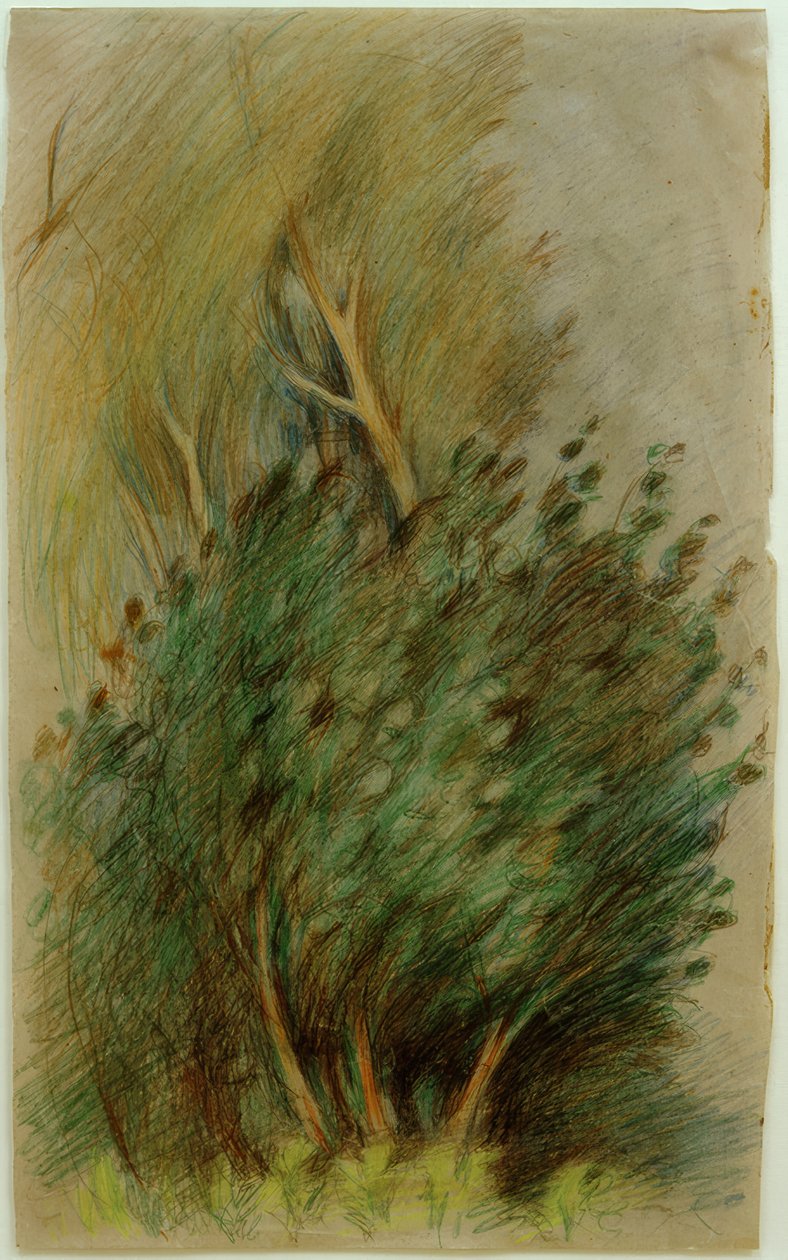 Tucheler Heide (Estudio de bosque) de Clara Siewert