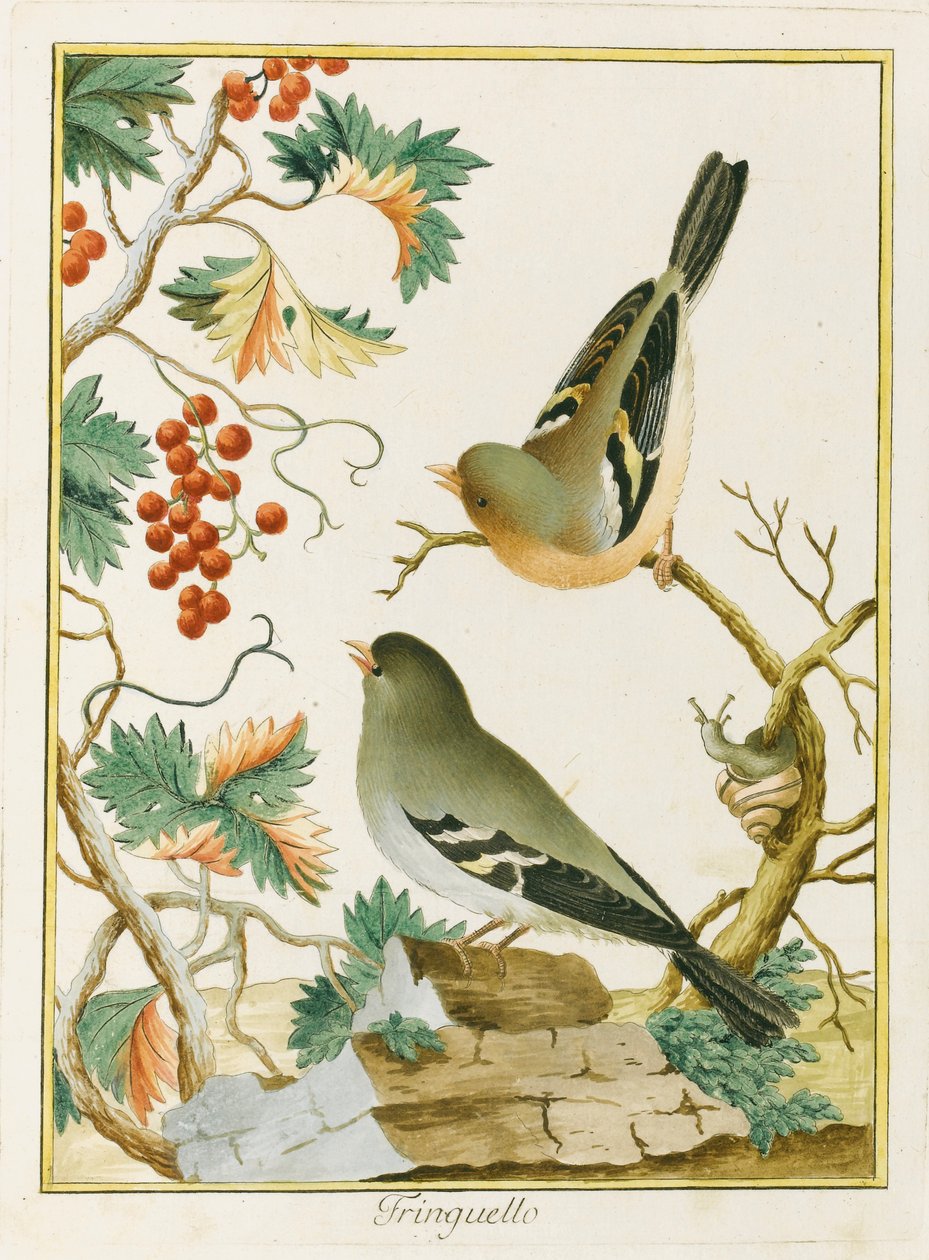 Fringuello Finch. De Ornitologia dell