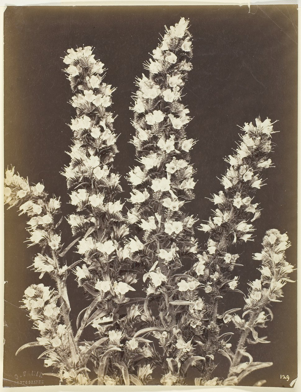 Sin título [planta con flores], c. 1870 de Constant Alexandre Famin