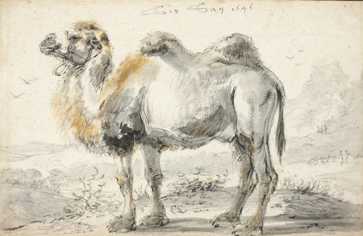 Un camello de Cornelis Saftleven