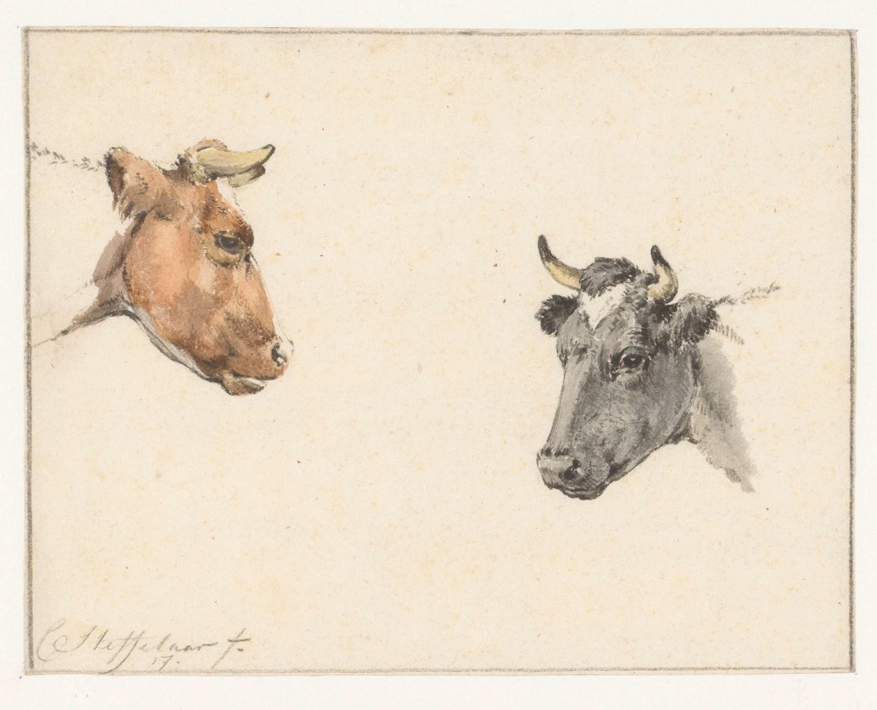 Hoja de estudio con dos cabezas de vaca de Cornelis Steffelaar