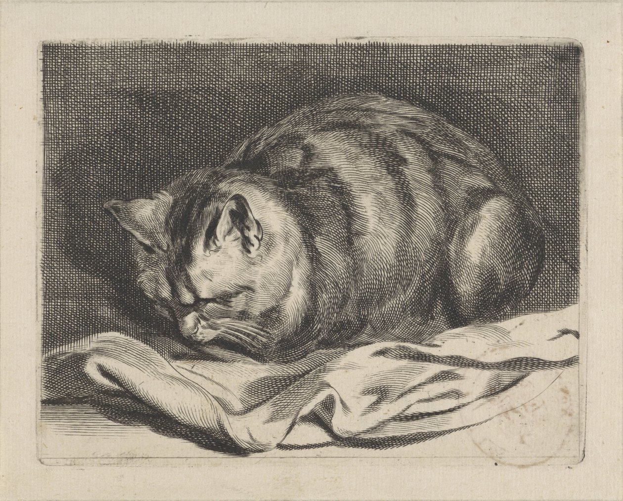 gatito de Cornelis Visscher (II)