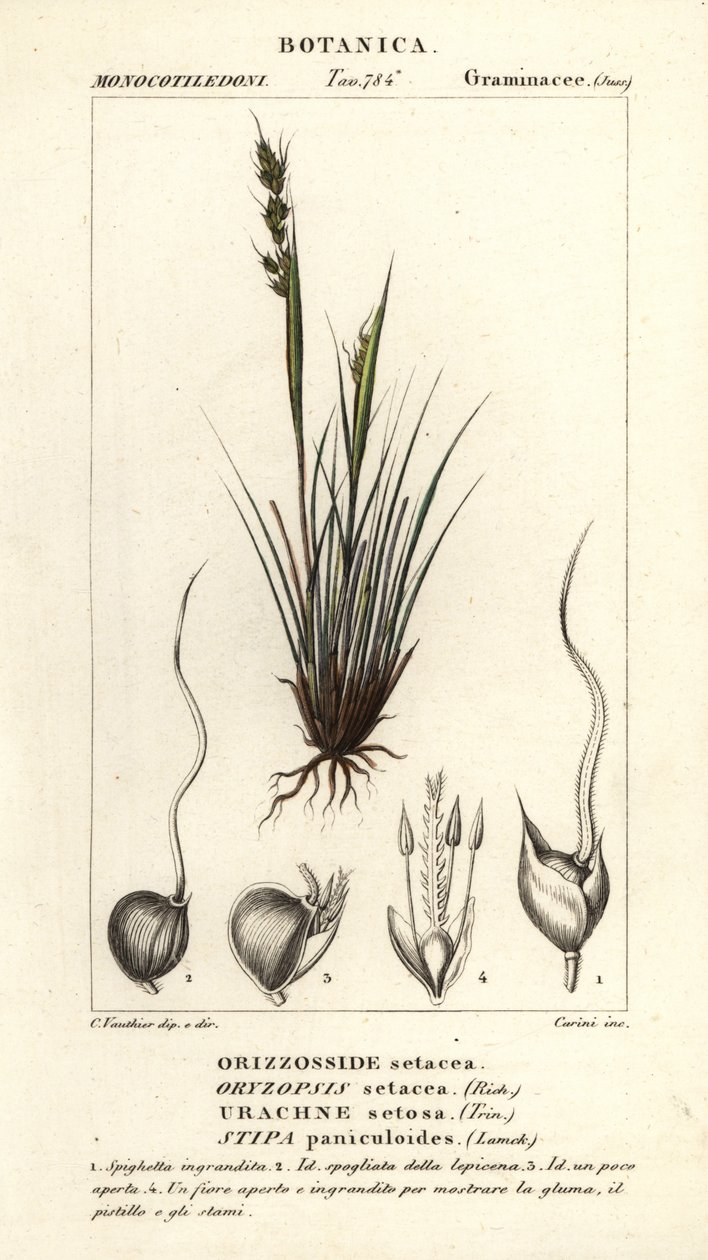 Piptochaetium panicoides de Corsi Corsi