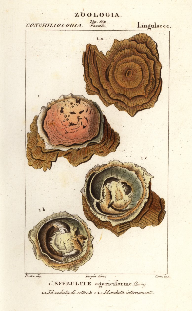 Spherulites agariciformis de Corsi Corsi