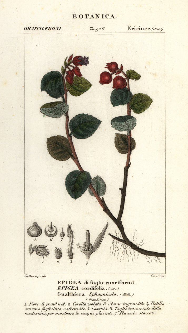 Teaberry, Gaultheria domingensis de Corsi Corsi
