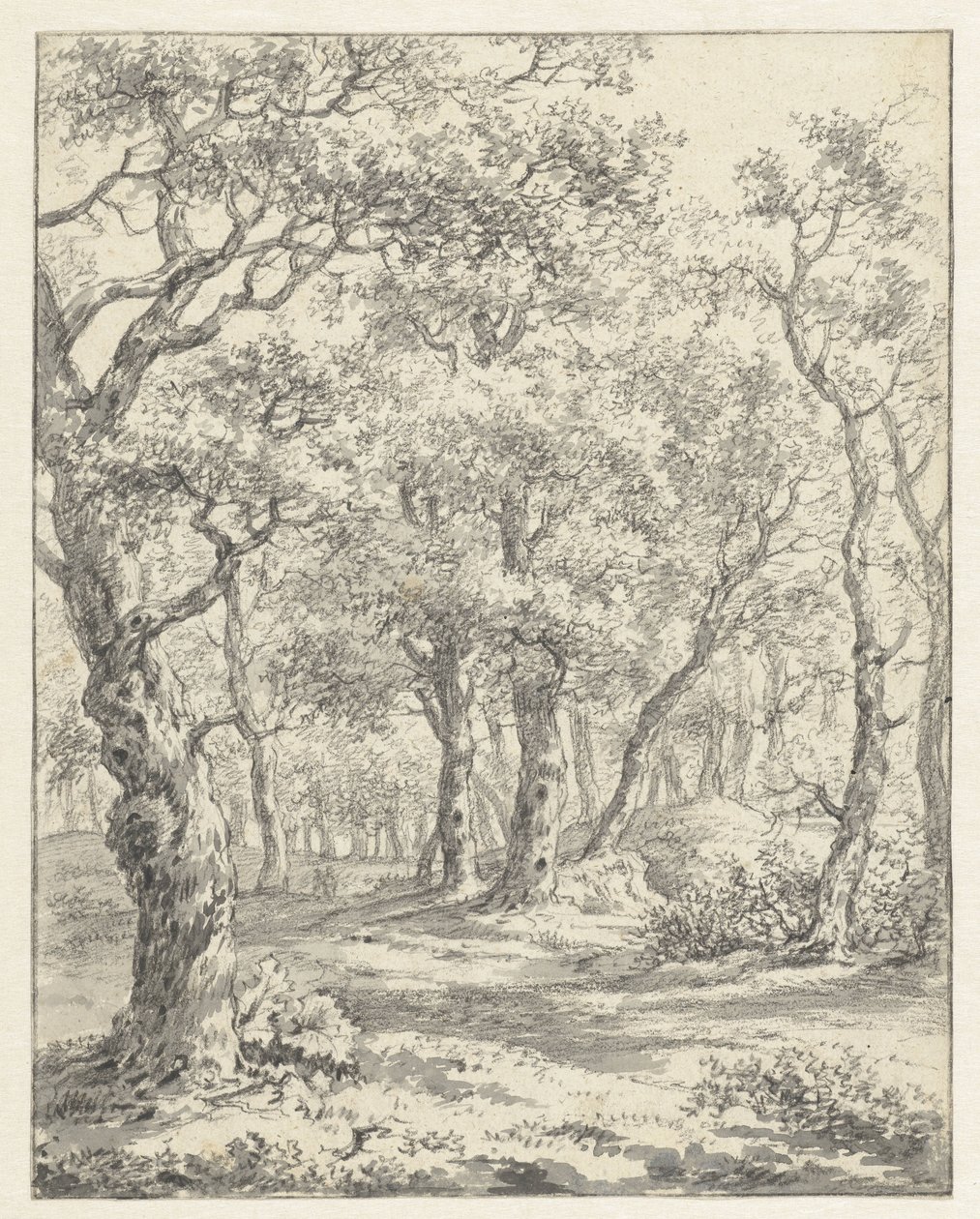 paisaje forestal de Couwenhoven